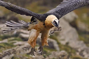 Images Dated 22nd March 2015: Lammergeier or Bearded vulture, adult, Gypaetus barbatus, at feeding site and wildlife