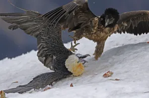 Lammergeier / Bearded vulture (Gypaetus barbatos) adult and juvenile squabbling over food in snow