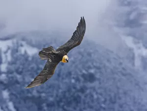 Lammergeier / Bearded Vulture (Gypaetus barbatus) in flight. Ordesa National Park
