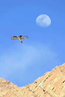 Mountain Gallery: Lammergeier / Bearded vulture (Gypaetus barbatus) in flight with the out-of-focus moon behind
