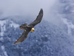 Lammergeier / Bearded Vulture (Gypaetus barbatus) in flight. Ordesa National Park