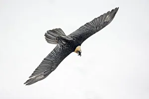 Lammergeier / Bearded vulture (Gypaetus barbatus) flying, Leukerbad, Valais, Switzerland, February