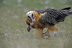Images Dated 7th November 2008: Lammergeier (Gypaetus barbatus) carrying hoof in its beak, Serra de Beumort, Gerri de la Sal