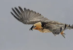 Lammergeier (Gypaetus barbatus) in flight, Cebollar, Torla, Aragon, Spain, November 2008