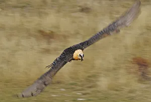 Lammergeier (Gypaetus barbatus) in flight, Serra de Beumort, Gerri de la Sal, Catalonia