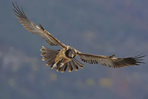 Lammergeier (Gypaetus barbatus) in flight, Cebollar, Torla, Aragon, Spain, November 2008