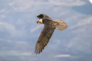Vulture Prints: Lammergeier (Gypaetus barbatus) in flight, Pyrenees, Catalonia, Spain. February