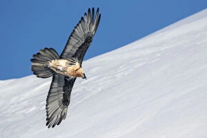 2019 July Highlights Gallery: Lammergeier (Gypaetus barbatus) in flight over winter landscape with snow, Leukerbad