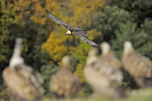Wild Wonders of Europe 1 Gallery: Lammergeier (Gypaetus barbatus) flying over Griffon vultures (Gyps fulvus) on the ground