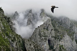 Aragon Gallery: Lammergeier (Gypaetus barbatus) flying over the Pyrenees mountains, Aragon, Spain