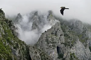 Aragon Prints: Lammergeier (Gypaetus barbatus) flying over the Pyrenees mountains, Aragon, Spain