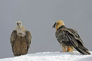 Lammergeier (Gypaetus barbatus) and Griffon vulture (Gyps fulvus) at feeding site