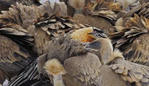 Lammergeier (Gypaetus barbatus) amongst group of Griffon vultures (Gyps fulvus) Cebollar
