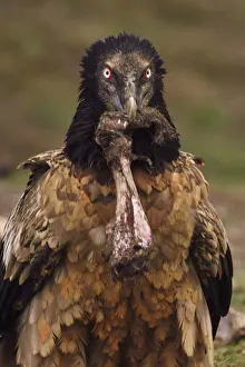 Staffan Widstrand Prints: Lammergeier (Gypaetus barbatus) juvenile with animal bone at feeding and wildlife watching site