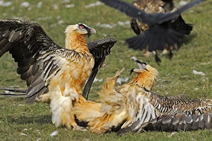 Wings Gallery: Two Lammergeiers (Gypaetus barbatus) fighting, Serra de Beumort, Gerri de la Sal