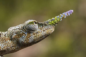 2018 May Highlights Gallery: Lance-nosed chameleon (Calumma gallus), Andasibe-Mantadia National Park. Madagascar