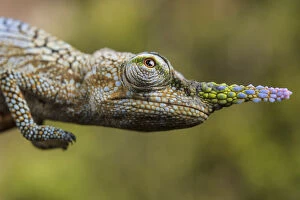 Lance-nosed chameleon (Calumma gallus), Andasibe-Mantadia National Park. Madagascar