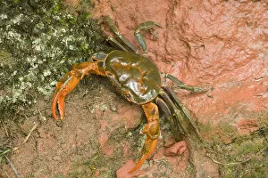 Images Dated 15th August 2019: Land crab crawling on red sandstone after overnight storm. Shunan Zhuhai National Park