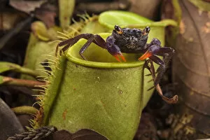 Land crab (Geosesarma sp.) which raids Pitcher plant (Nepenthes ampullaria) for prey