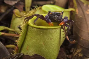 Land crab (Geosesarma sp. ) which raids Pitcher plant (Nepenthes ampullaria) for prey