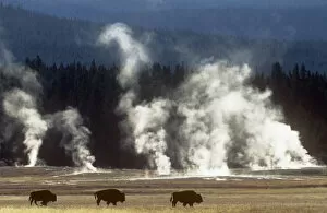 Steam Collection: Landscape with Bison {Bison bison} and steam from geysers, Yellowstone NP, Wyoming, USA