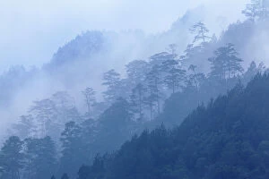 2020 December Highlights Gallery: Landscape of coniferous trees in dusk mist, Finca Nueva Linda