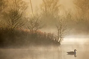 Branta Prints: Landscape of a fen at dawn withCanada goose (Branta canadensis)