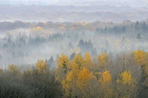 Landscape view of Vosges Forest at dawn, France, November 2011