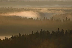 Ancient Woodland Gallery: Landscape of the Virgin Komi Forests UNESCO World Heritage site at sunrise