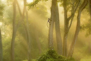 Langur monkey (Semnopithecus) climbing tree in misty forest at dawn, India, November