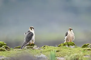 Falcon Prints: Lanner falcons (Falco biarmicus) pair