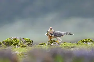 Falcon Prints: Lanner falcons (Falco biarmicus) pair