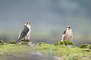 Falcon Prints: Lanner falcons (Falco biarmicus) pair
