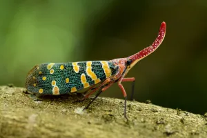 Images Dated 30th June 2016: Lantern bug (Pyrops candelaria / Laternaria candelaria)Ha Pak Nai, Yuen Long District