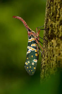 Lantern bug (Pyrops / Laternaria candelaria) Ha Pak Nai, Yuen Long District, Hong Kong