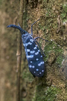Images Dated 12th September 2019: Lantern bug (Pyrops maculatus), Sinharaja Forest Reserve, Unesco Biosphere Reserve