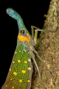 Danum Valley Prints: Lantern bug (Pyrops whiteheadi), Danum Valley, Sabah, Borneo