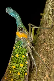 July 2021 Highlights Gallery: Lantern bug (Pyrops whiteheadi), Danum Valley, Sabah, Borneo