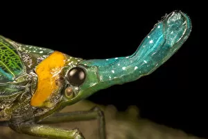 July 2021 Highlights Gallery: Lantern bug (Pyrops whiteheadi), detail of head. Danum Valley, Sabah, Borneo
