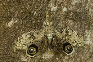 Lantern Fly / Machaca (Fulgora lampetis) displaying eye-spots, used to startle potential predators
