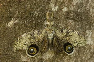 Bugs Prints: Lantern Fly / Machaca (Fulgora lampetis) displaying eye-spots