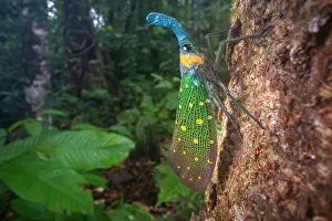 Borneo Prints: Lantern fly (Pyrops whiteheadi) resting on tree trunk in lowland rainforest