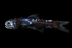 Deep Sea Prints: Lanternfish (Lampadena pontifex) portrait