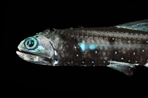 Deep Sea Gallery: Lanternfish (Lepidophanes guentheri) - deepsea species showing bioluminescence