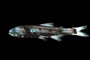 Lanternfish (Lepidophanes guentheri) - deepsea species showing bioluminescence
