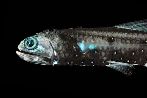 Lanternfish (Lepidophanes guentheri) - deepsea species showing bioluminescence