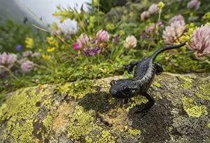 Lanza's salamander (Salamandra lanzai), endemic to Cottian Alps, Monviso massif
