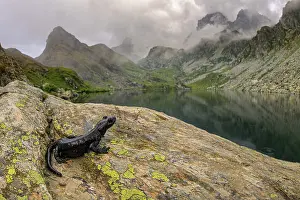 Caudata Prints: Lanza's salamander (Salamandra lanzai) resting on rocks on mountainside next to lake