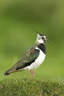 Plovers Prints: Lapwing (Vanellus vanellus) adult in breeding plumage, Scotland, UK, June