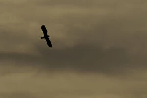 Images Dated 12th May 2011: Lapwing (Vanellus vanellus) in flight, silhouetted at dusk, North Uist, Western Isles